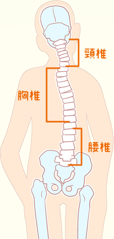 骨盤のゆがみと背骨